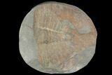 Partial Ogyginus Cordensis - Classic British Trilobite #103119-1